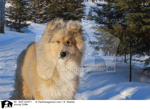 Collie Junghund / young Collie / SST-23471