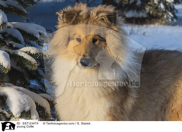 Collie Junghund / young Collie / SST-23474