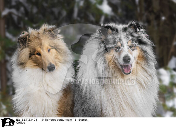 Collies / Collies / SST-23491