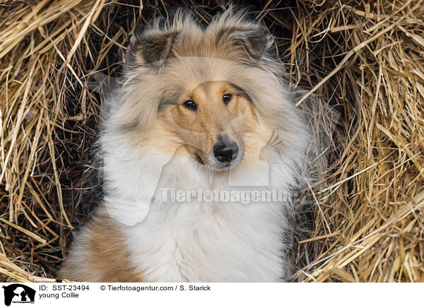 junger Collie / young Collie / SST-23494