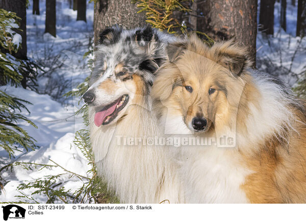 Collies / Collies / SST-23499