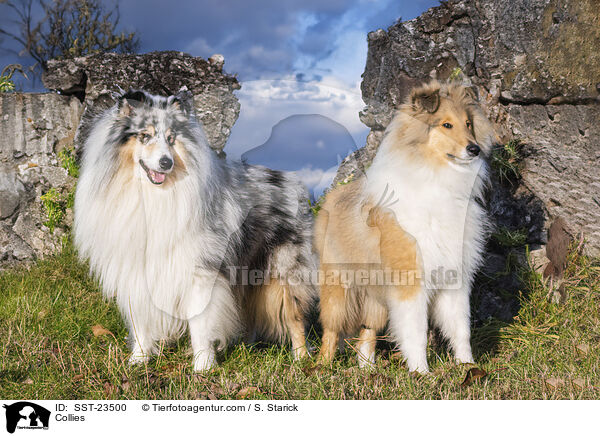 Collies / Collies / SST-23500