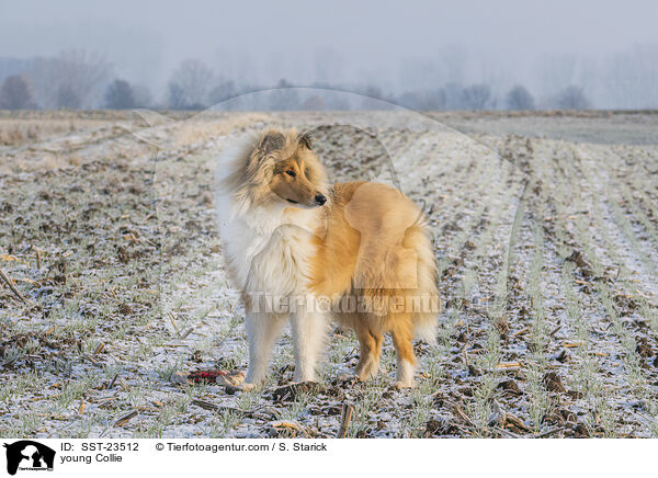 junger Collie / young Collie / SST-23512