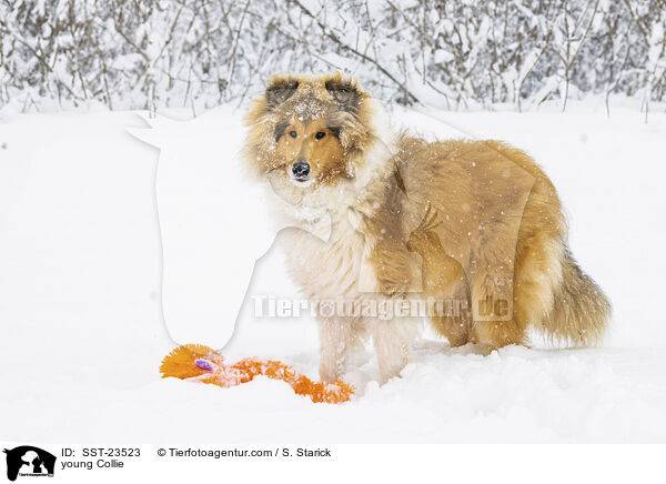 junger Collie / young Collie / SST-23523