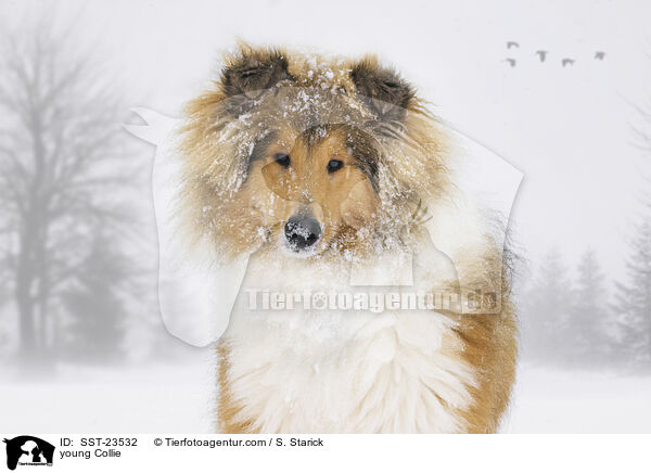 junger Collie / young Collie / SST-23532
