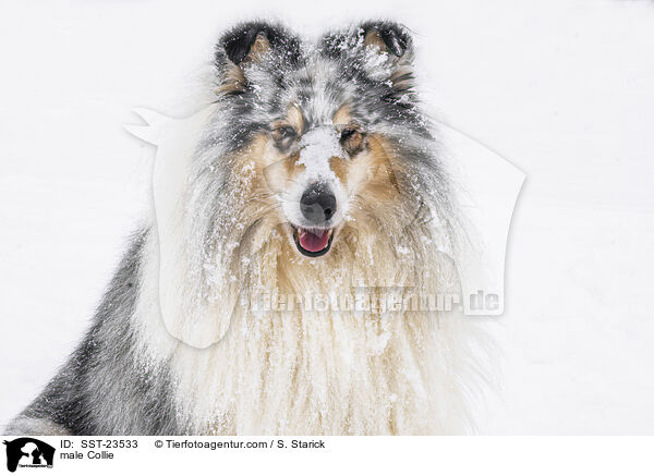 Collie Rde / male Collie / SST-23533