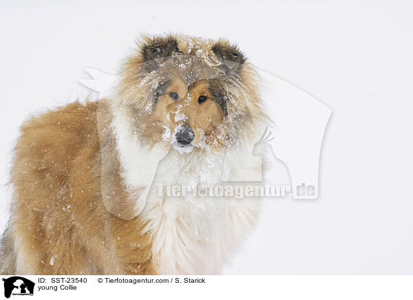 junger Collie / young Collie / SST-23540