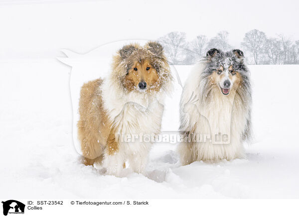 Collies / Collies / SST-23542
