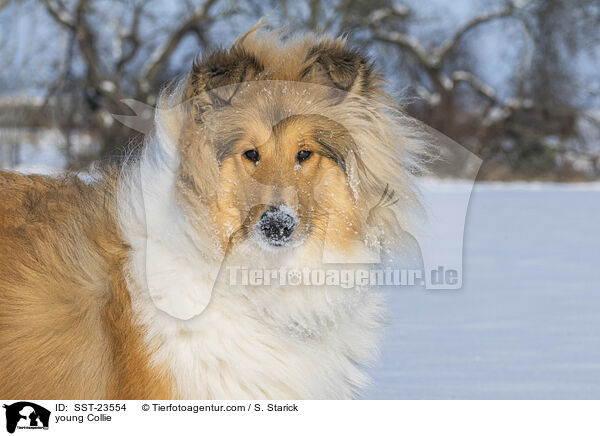 junger Collie / young Collie / SST-23554