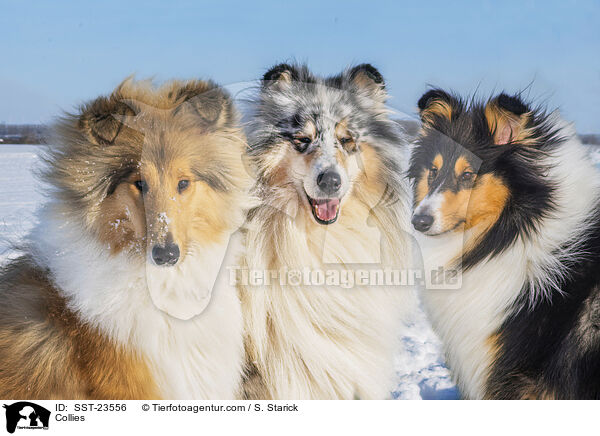 Collies / Collies / SST-23556