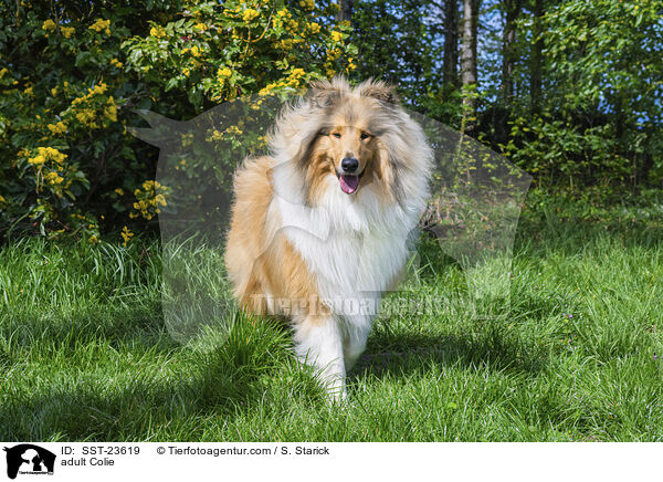 erwachsener Collie / adult Colie / SST-23619