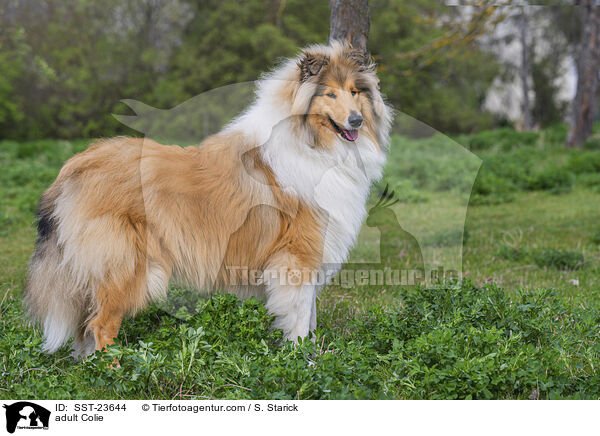 erwachsener Collie / adult Colie / SST-23644