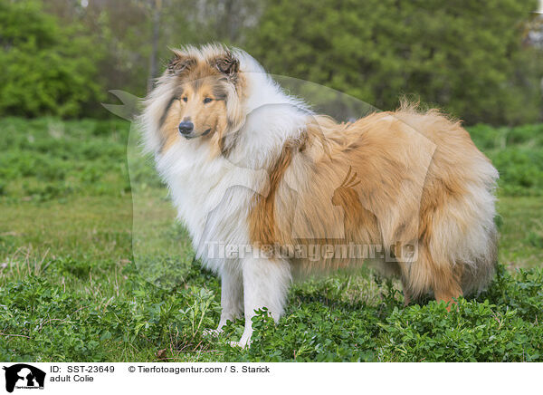 erwachsener Collie / adult Colie / SST-23649