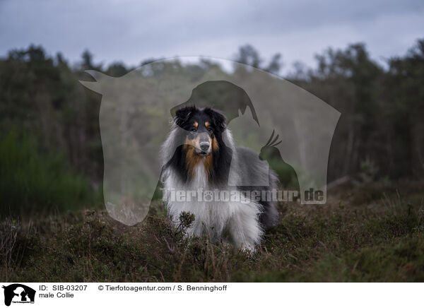 Collie Rde / male Collie / SIB-03207