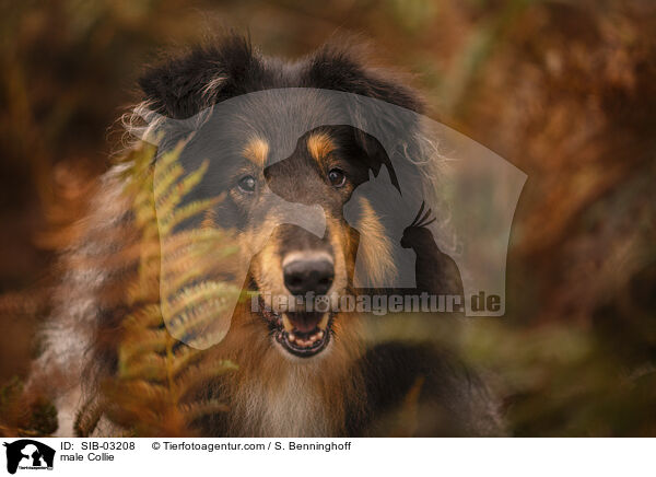male Collie / SIB-03208