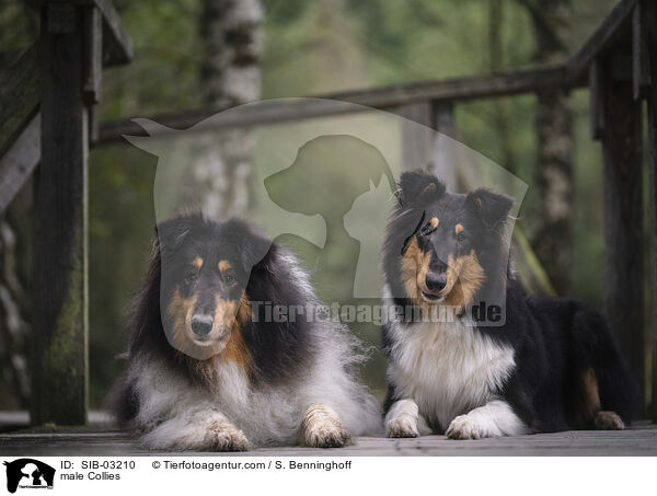 Collie Rden / male Collies / SIB-03210