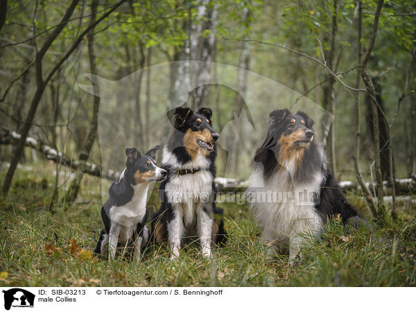 Collie Rden / male Collies / SIB-03213