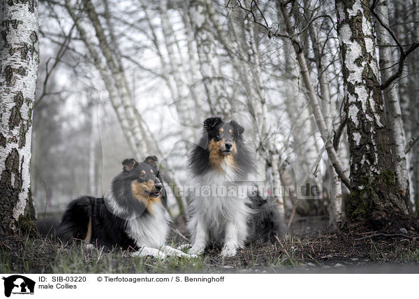 male Collies / SIB-03220