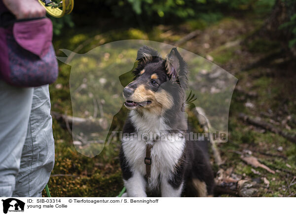 young male Collie / SIB-03314