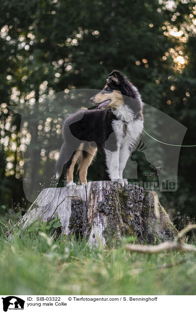 junger Collie Rde / young male Collie / SIB-03322