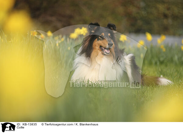 Collie / Collie / KB-13835
