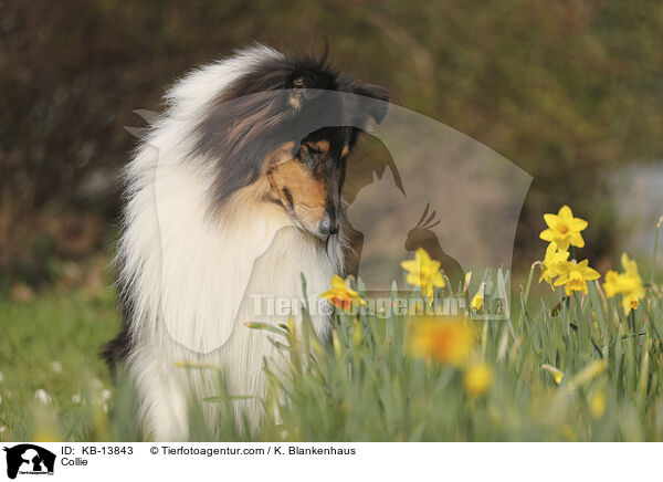 Collie / KB-13843