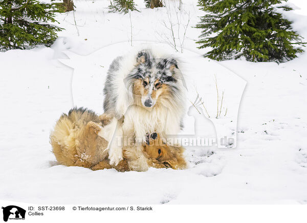 Collies / SST-23698