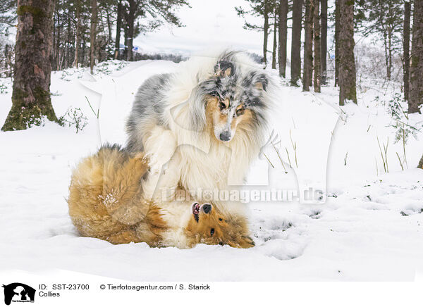 Collies / SST-23700