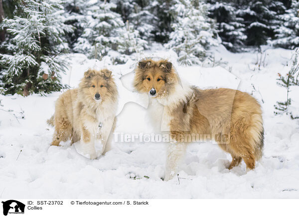 Collies / SST-23702