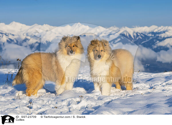 Collies / Collies / SST-23709