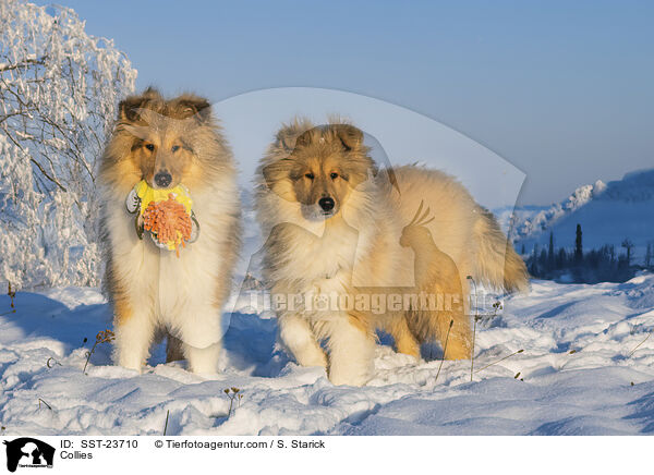 Collies / SST-23710