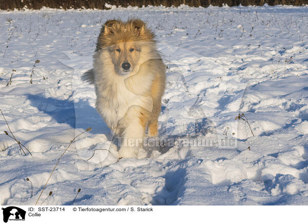 Collie / Collie / SST-23714
