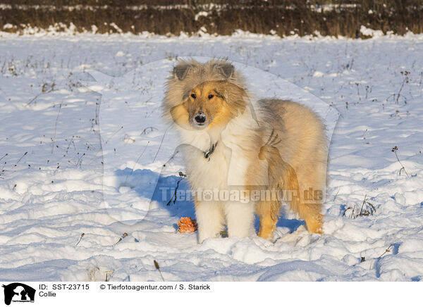 Collie / Collie / SST-23715