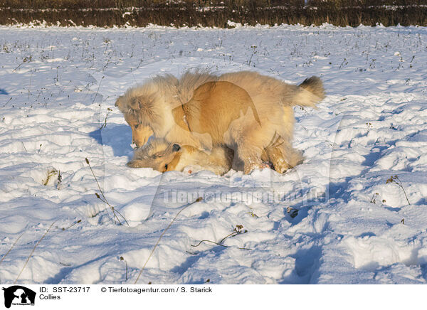 Collies / Collies / SST-23717