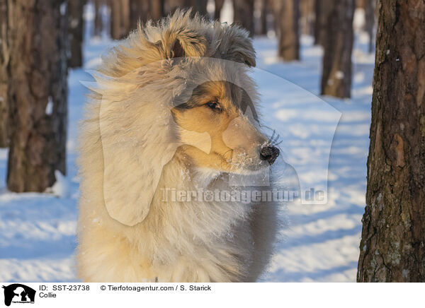 Collie / Collie / SST-23738