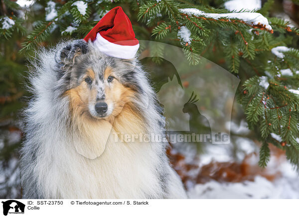 Collie / SST-23750