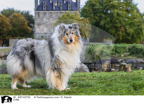Collie / SST-23752