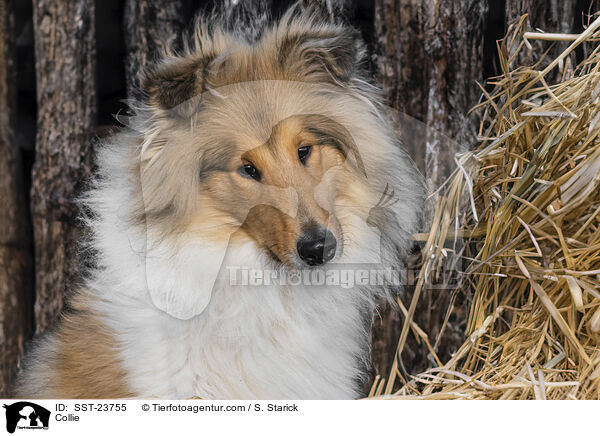 Collie / SST-23755