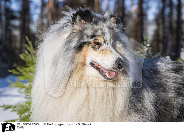 Collie / SST-23763