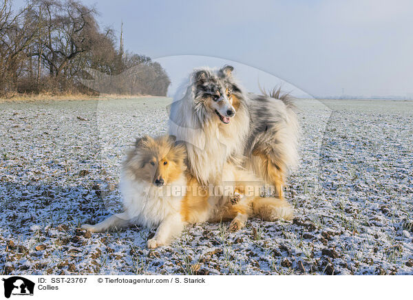 Collies / SST-23767