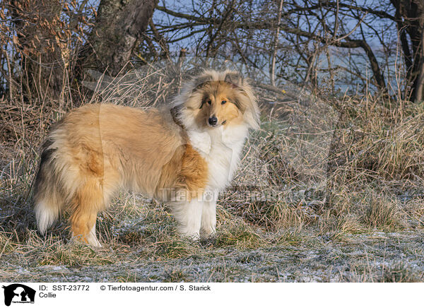 Collie / Collie / SST-23772