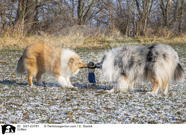 Collies / Collies / SST-23781