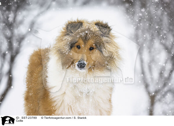 Collie / Collie / SST-23789