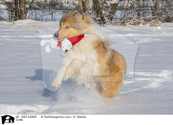 Collie / Collie / SST-23805