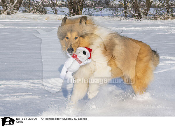 Collie / Collie / SST-23806