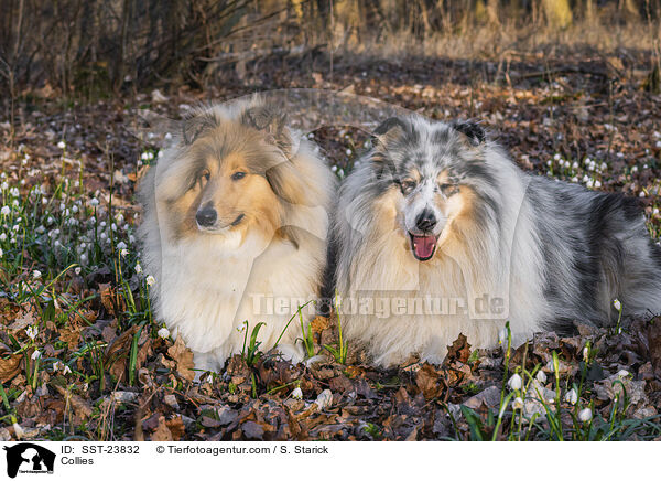 Collies / SST-23832