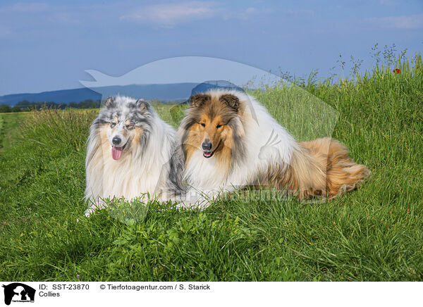 Collies / SST-23870