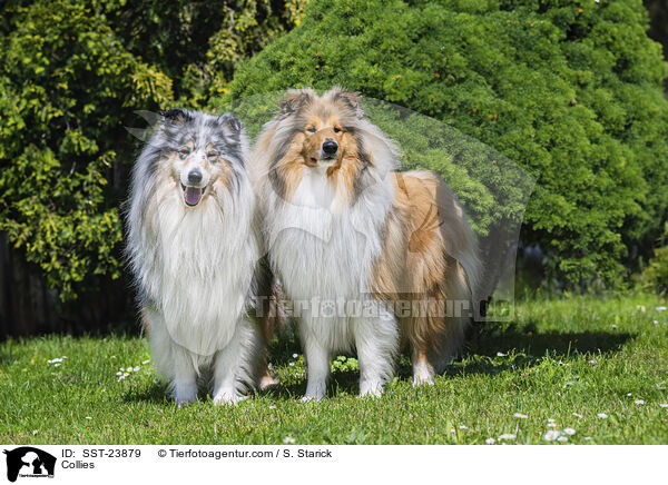 Collies / Collies / SST-23879