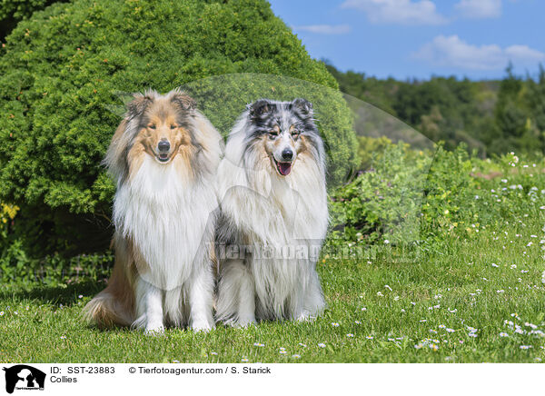 Collies / SST-23883