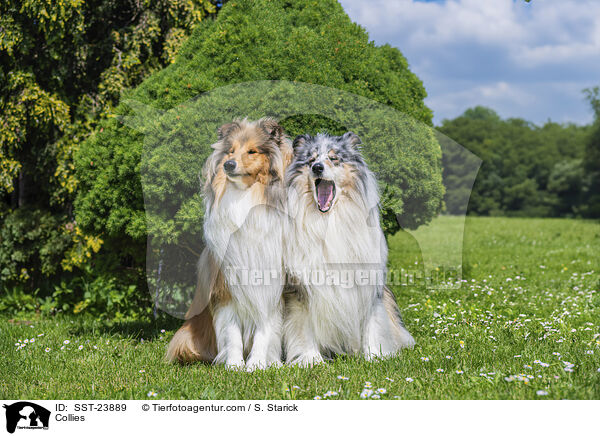 Collies / Collies / SST-23889